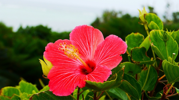 アカバナー ― 沖縄に咲く命の花