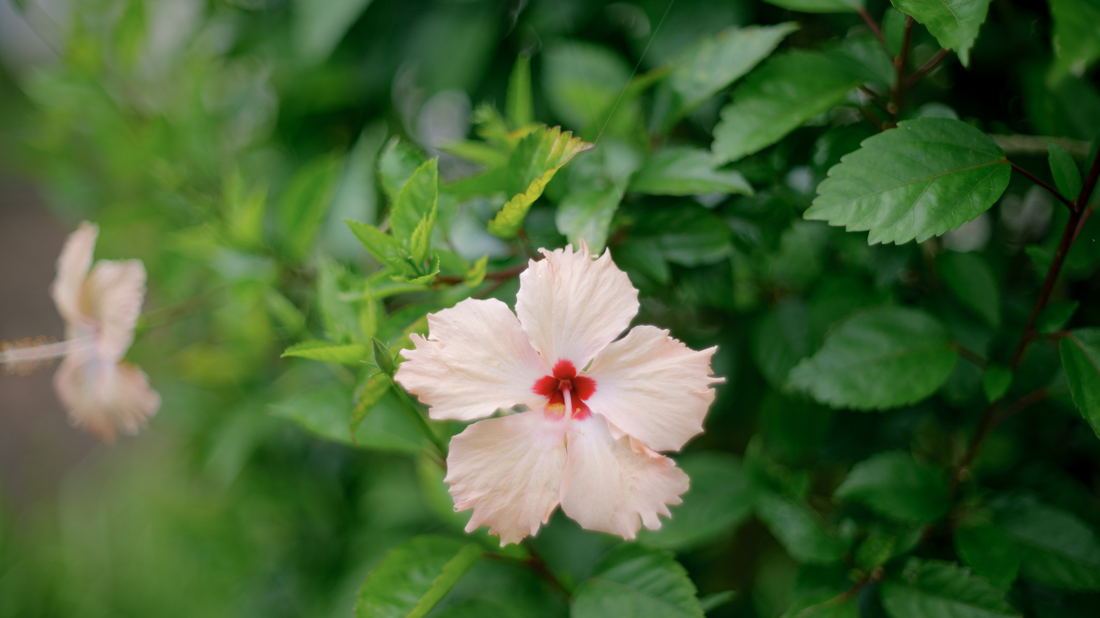 そっと咲く想い  － ゆうなの花が教えてくれる、ふたりの大切な時間